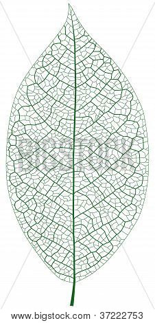 Leaf vene