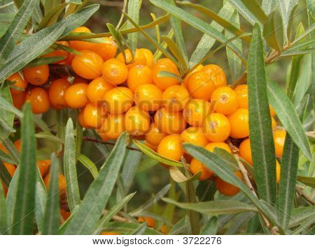 Olivello spinoso