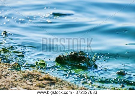 Environmental Water Pollution. Polluted River - Dirty Green Water, Garbage, Waste And Trash. Harmful