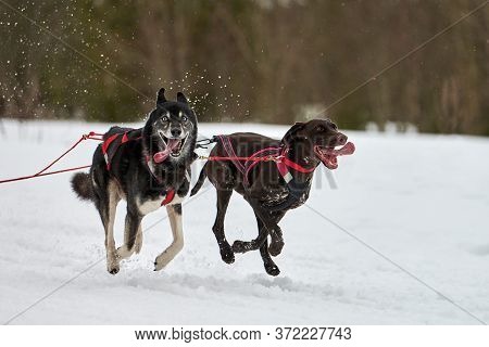 Running Husky And Pointer Dog On Sled Dog Racing. Winter Dog Sport Sled Team Competition. Siberian H