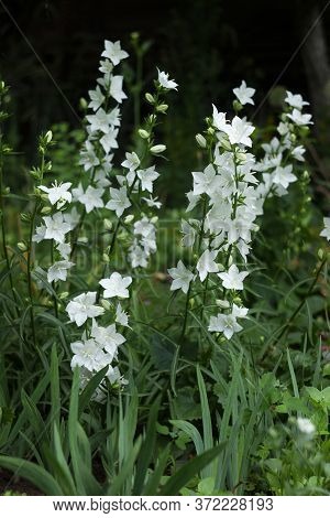 Campanula Persicifolia - Gentle White Bell Flowers Are Growing In A Garden On Green Background. Flor