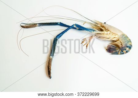 Top-down Of A Prawn Or Tiger Shrimp Isolated On White Background, River Shrimp Or Prawn Raw On White