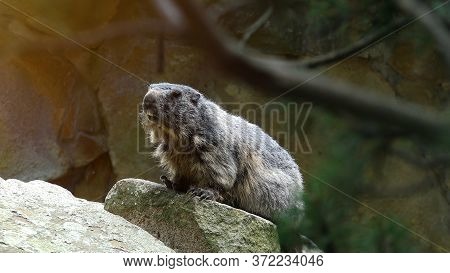 The Funny Alpine Marmot Rodent Looking From Rocks