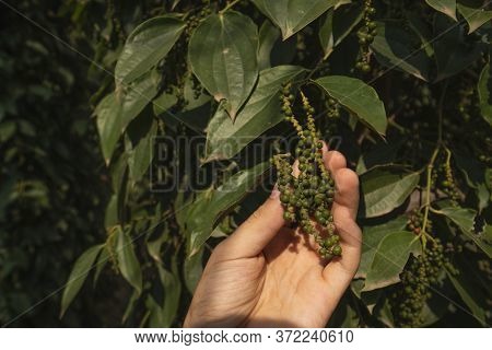 Hand Of The Farmer Holding A Raw Green Pepper Which Growing On A Trees. Black Pepper Plants Growing 
