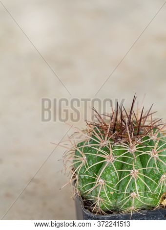 Beautiful Melocactus Close-up In A Pot Has A Spiky