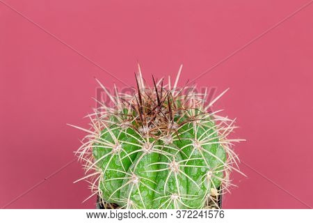 Beautiful Melocactus Close-up In A Pot Has A Spiky On Pink Background.