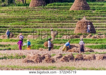 Hsipaw, Myanmar - November 30, 2016: Local People Harvesting Rice On A Field Near Hsipaw