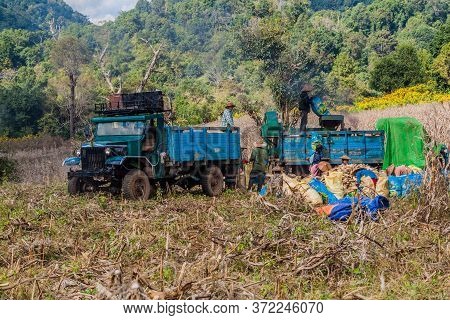 Hsipaw, Myanmar - December 1, 2016: Local People Harvest Corn Near Hsipaw, Myanmar