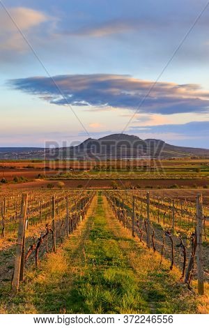 Vineyard Sonberk and Palava hills, Southern Moravia, Czech Republic
