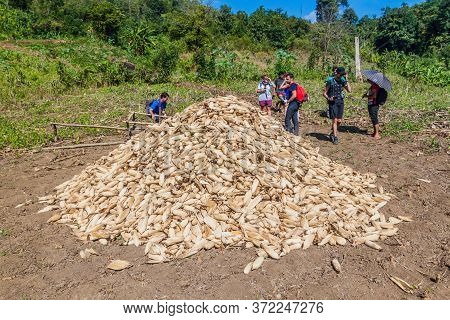 Hsipaw, Myanmar - December 2, 2016: Participants Of A Guided Hike Around Hsipaw Watch A Pile Of Corn