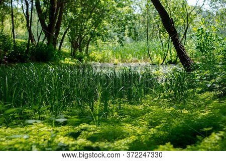 A Clearing Of Three-leaf Saturated Green Clover Bringing Good Luck With Other Types Of Grass And Tra