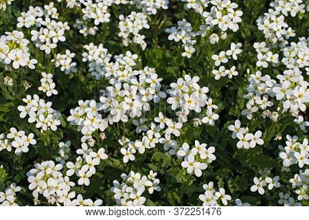 Glade Of Beautiful Small White Flowers. Spring Or Summer Time