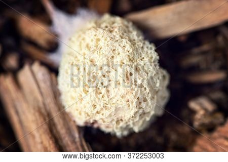 Topview, Fuligo Septica Or Slime Mold On Wooden Background, Closeup