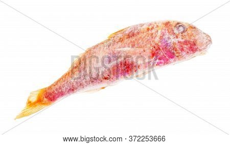 Deepfrozen Red Mullet Fish Isolated On White Background