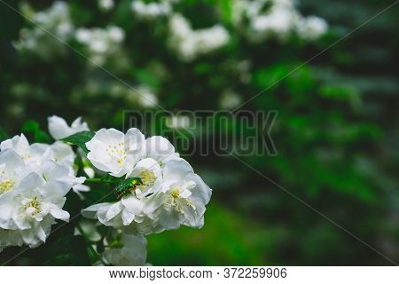 Chafer Beetle Sitting On Jasmine.chafer Beetle Sitting On Jasmine