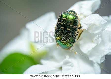 Chafer Beetle Sits On A Flower.chafer Beetle Sits On A Flower
