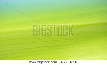 Background From Bright Green Leaves. Close-up. Natural Texture. Natural Background