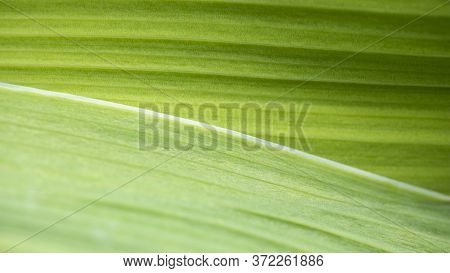 Background From Bright Green Leaves. Close-up. Natural Texture. Natural Background