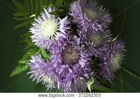 Fresh Colorful Composition From Spotted Knapweed Or Star Thistle Honey - Centaurea Maculosa. Summer 