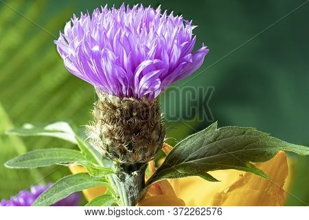Fresh Colorful Composition From Spotted Knapweed Or Star Thistle Honey - Centaurea Maculosa. Summer 