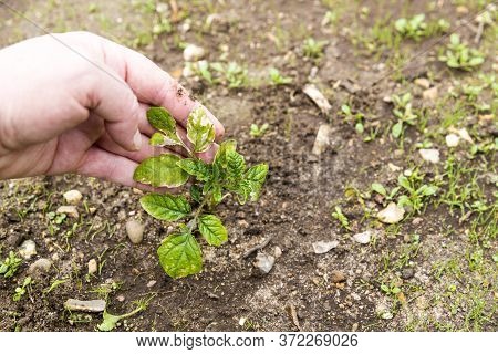 Woman Hand Showing The Small Tomatoes Plant In Garden, With Yellow Greenich Leaves, Bad Health, Need