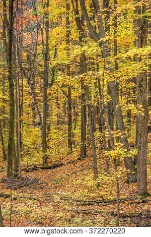 Pake In Fall Time Near Toronto, Canada