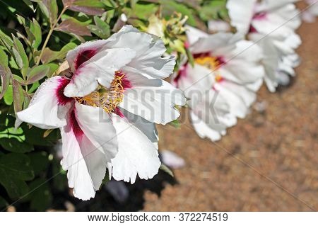 Paeonia Rockii Is Cultivated As An Ornamental Plant In Asia And The West.  It Is Used As An Herbal R