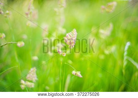 Cocksfoot Grass On A Sunny Eveing With A Shallow Depth Of Field