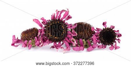 Dried Echinacea Flowers, Isolated On White Background. Petals Of Echinacea Purpurea. Medicinal Herbs