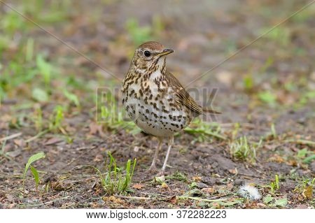 Song Thrush, Turdus Philomelos. A Bird Walks In The Park On The Ground In Search Of Earthworms For F