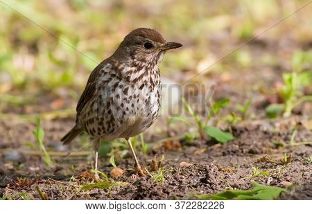 Song Thrush, Turdus Philomelos. A Bird Walks In The Park On The Ground In Search Of Earthworms For F