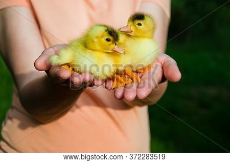 Two Little Cute Duckling Sit On Palms Of Hands