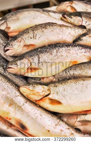 Cooling Fish On Ice, Fresh Trout, Sale Seafood, Supermarket.