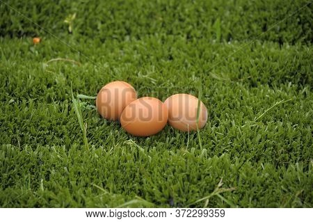 Group Of Three Fresh Eggs On Grass. Easter Symbol.