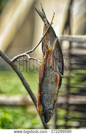 Dried Fish Hanging On A Branch At Campsite