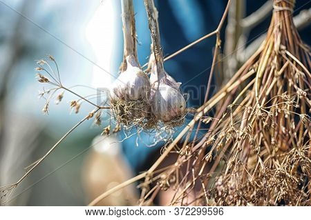 Garlic And Dill Are Dried At Campsite