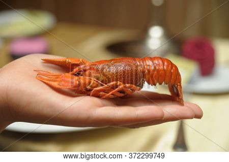 Boiled Crayfish On The Arm Close Up