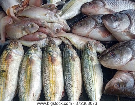 Fresh Large Mackerel Fish In Market, Assorted Fresh Fishes Cut And Whole, Mackerel And Other Sea Fis
