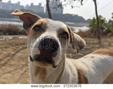 Extreme Closeup Face Of Stray Dog. Curious Dog Looking At The Camera. Close-up Of Dog Face In Outdoo