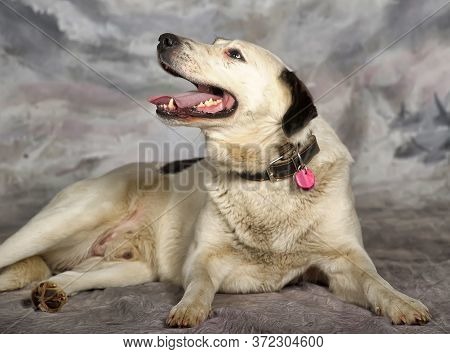 Happy Young White With Black Spots Dog Half-breed