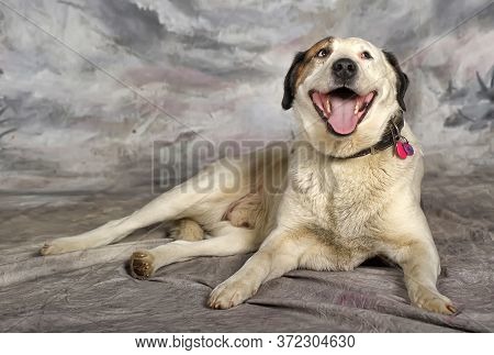 Happy Young White With Black Spots Dog Half-breed