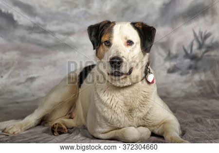 Happy Young White With Black Spots Dog Half-breed