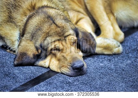 The Irish Mastiff Is A Cross Between An Irish Wolfhound And A Mastiff Purebred. They Are Called Hybr