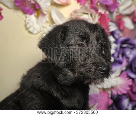Black Puppy On A Floral Background