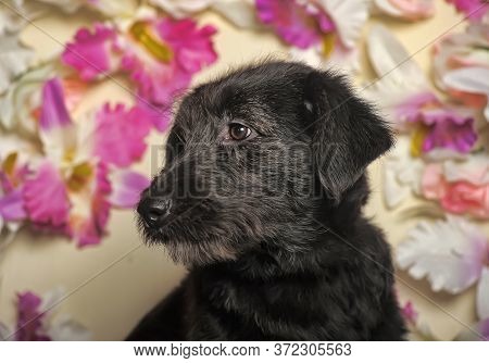 Black Puppy On A Floral Background