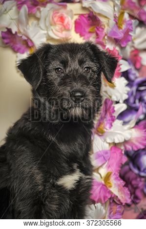 Black Puppy On A Floral Background