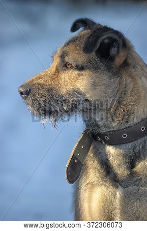 Dog Half-breed Terrier In Winter  Close Up