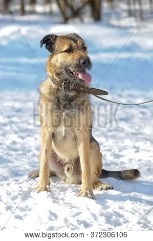 Dog Half-breed Terrier In Winter