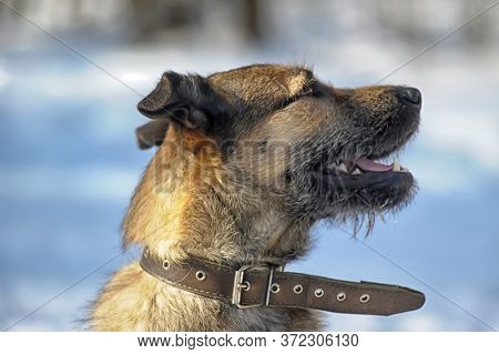 Dog Half-breed Terrier In Winter