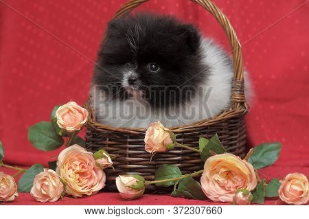 Black And White Puppy Of Pomeranian Dog In Backet Iwith Flowers On Red Background